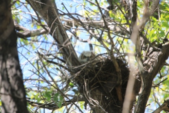 Grt Horn Owlet