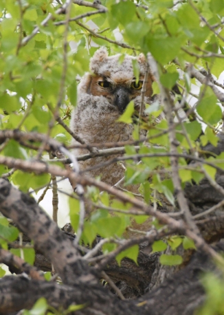 Great Horned Owlet_ClearSpringRanch-EPC-CO_LAH_3540