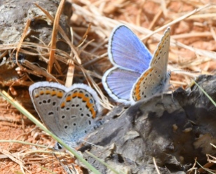 Blue Melissa Butterflies